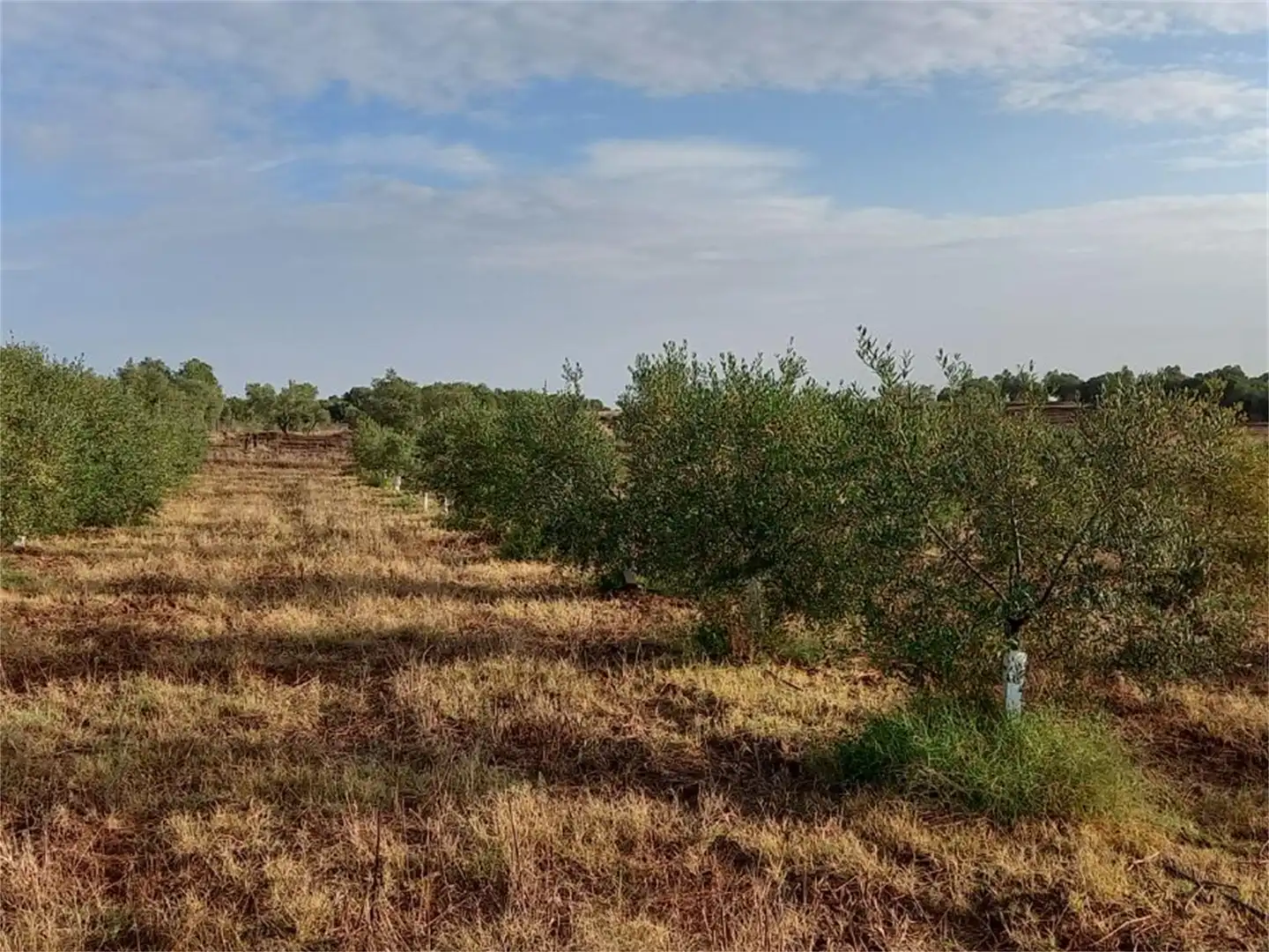 Finca rústica en venda a Carretera Cartaya-gibraleón, Núcleo urbano Finca rústica en venda en Aljaraque