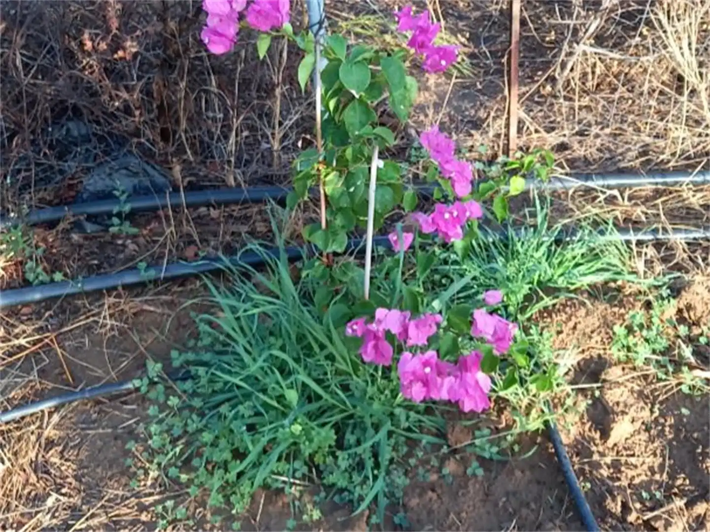Finca rústica en venda a Carretera Cartaya-gibraleón, Núcleo urbano Jardí de Finca rústica en venda en Aljaraque