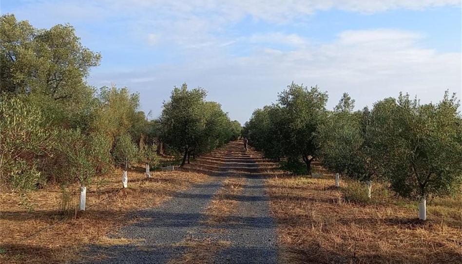 Foto 1 de Finca rústica en venta en Carretera Cartaya-gibraleón, Núcleo urbano, Huelva
