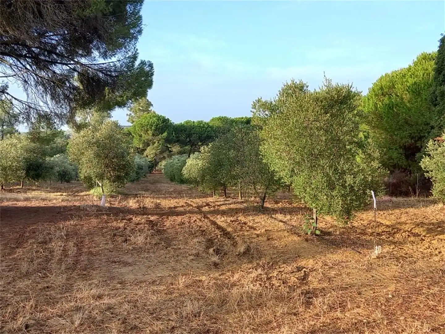 Finca rústica en venda a Carretera Cartaya-gibraleón, Núcleo urbano Finca rústica en venda en Aljaraque
