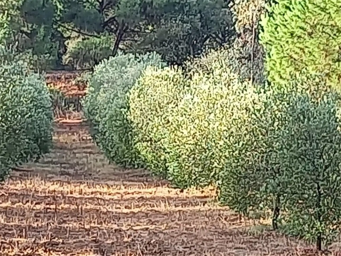 Finca rústica en venda a Carretera Cartaya-gibraleón, Núcleo urbano Jardí de Finca rústica en venda en Aljaraque