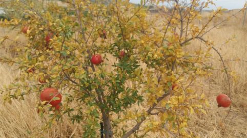 Grundstücke zum Verkauf in Camino de Consuegra, Urda, Toledo - Bild 3 Foto 3 von Grundstücke zum Verkauf in Camino de Consuegra, Urda, Toledo