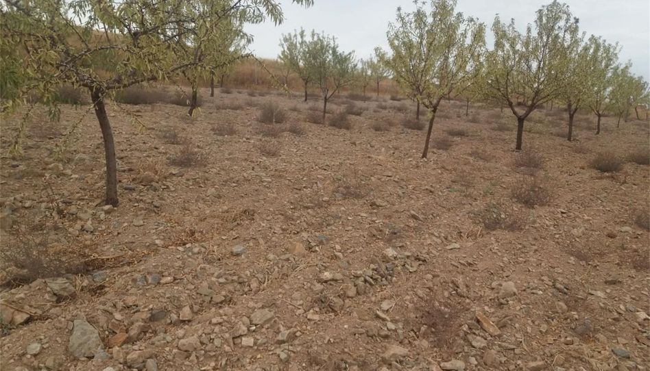 Grundstücke zum Verkauf in Camino de Consuegra, Urda, Toledo - Bild 1 Foto 1 von Grundstücke zum Verkauf in Camino de Consuegra, Urda, Toledo