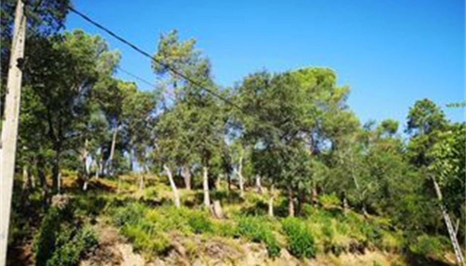 Terreno en venta en Urbanització Sant Roc, 25, Massanes, Girona - imagen 1 Foto 1 de Terreno en venta en Urbanització Sant Roc, 25, Massanes, Girona