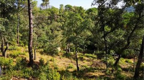 Terreno en venta en Urbanització Sant Roc, 25, Massanes, Girona - imagen 3 Foto 3 de Terreno en venta en Urbanització Sant Roc, 25, Massanes, Girona
