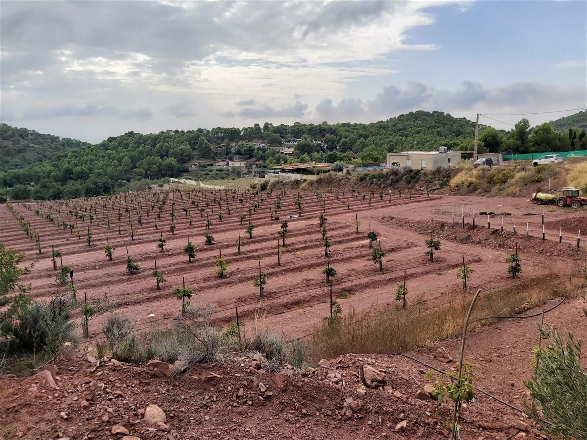 Non-constructible Land for sale in Albalat dels Tarongers