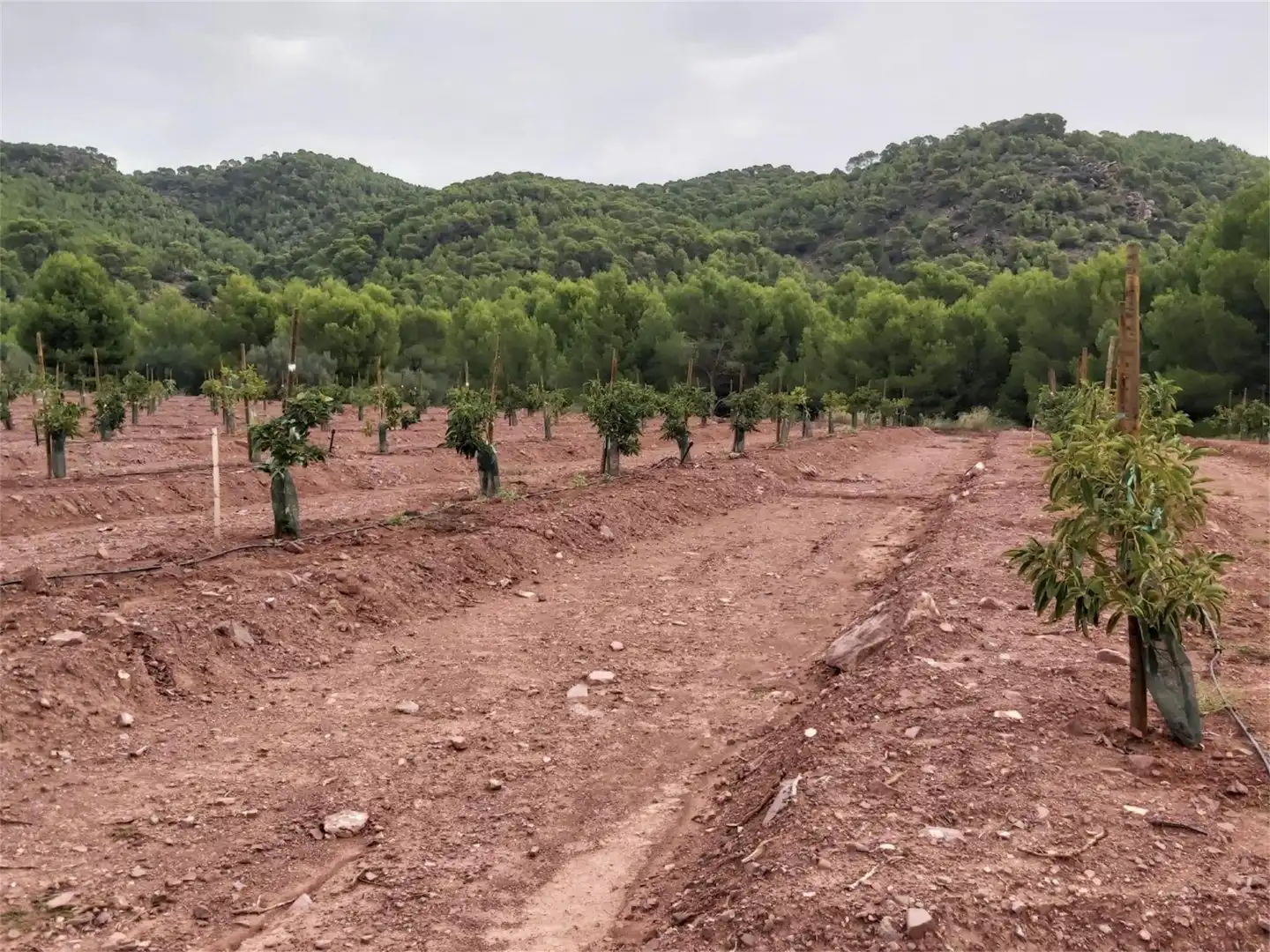No Urbanitzable en venda en Albalat dels Tarongers