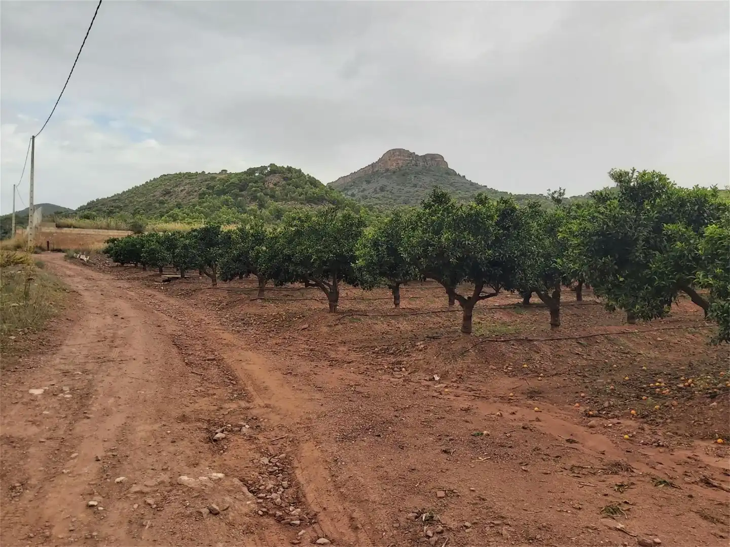 No Urbanitzable en venda en Albalat dels Tarongers