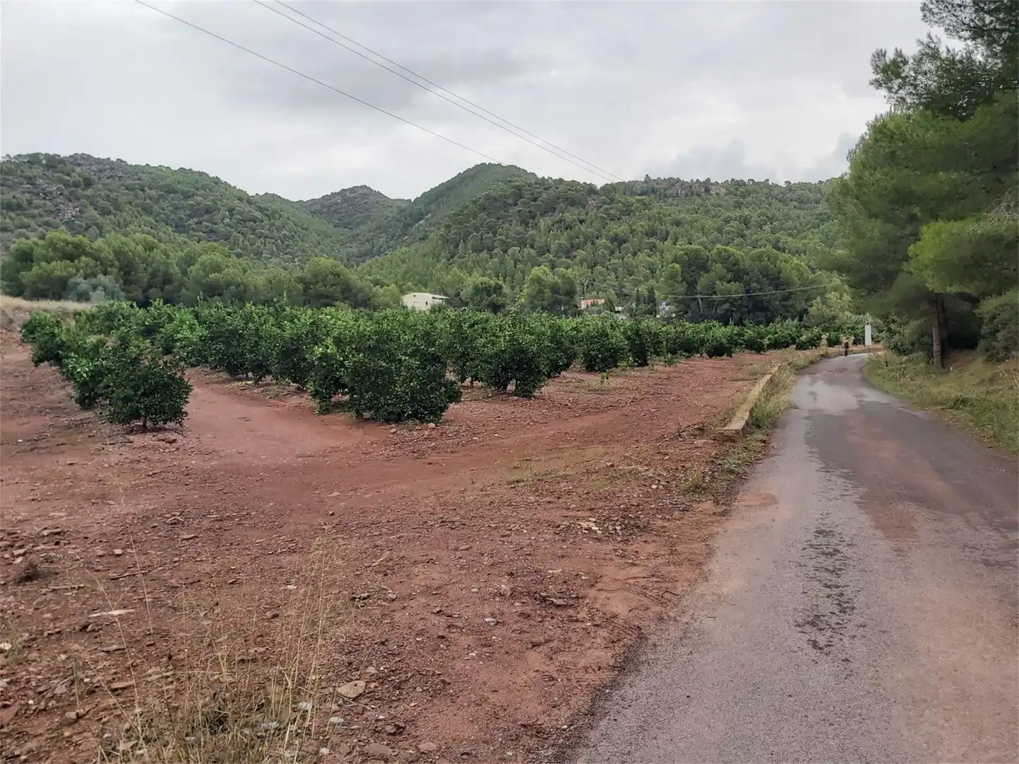 No Urbanitzable en venda en Albalat dels Tarongers