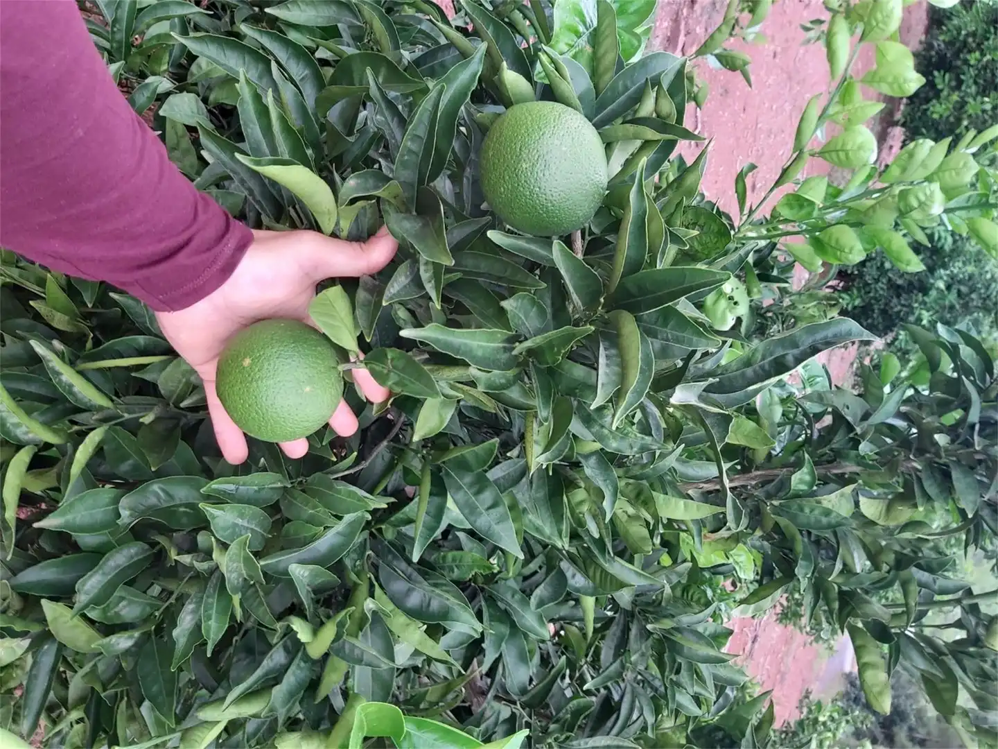 Jardí de No Urbanitzable en venda en Albalat dels Tarongers