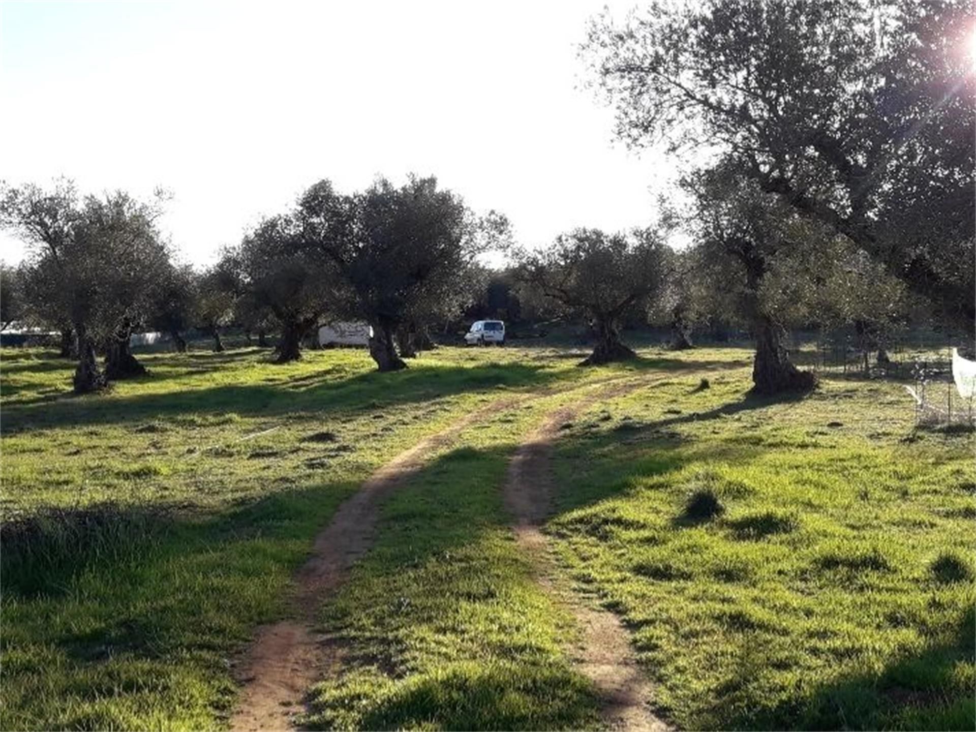 Finca rústica en venda en Higuera la Real