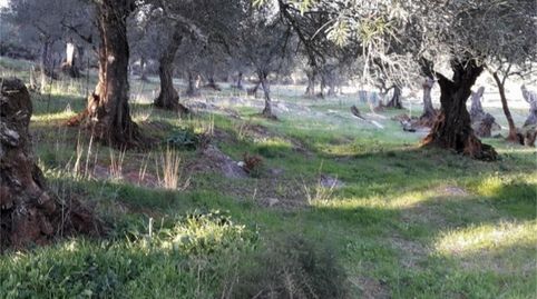 Country house zum Verkauf in Higuera la Real, Higuera la Real, Badajoz - Bild 2 Foto 2 von Country house zum Verkauf in Higuera la Real, Higuera la Real, Badajoz