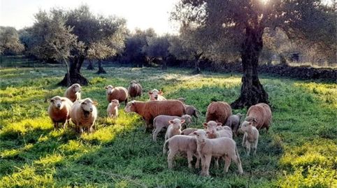 Country house zum Verkauf in Higuera la Real, Higuera la Real, Badajoz - Bild 4 Foto 4 von Country house zum Verkauf in Higuera la Real, Higuera la Real, Badajoz