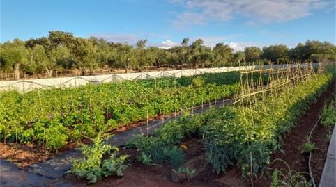 Country house zum Verkauf in Higuera la Real, Higuera la Real, Badajoz - Bild 5 Foto 5 von Country house zum Verkauf in Higuera la Real, Higuera la Real, Badajoz