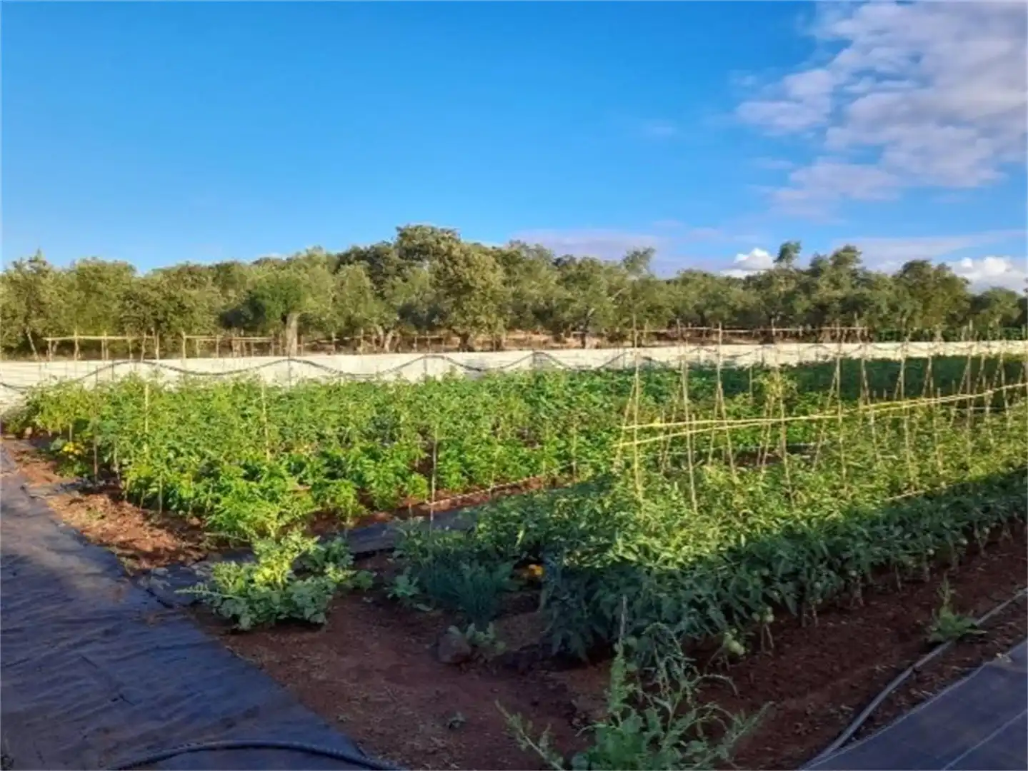 Country homes for sale in Higuera La Real, Higuera la Real Garden of Country homes for sale in Higuera la Real