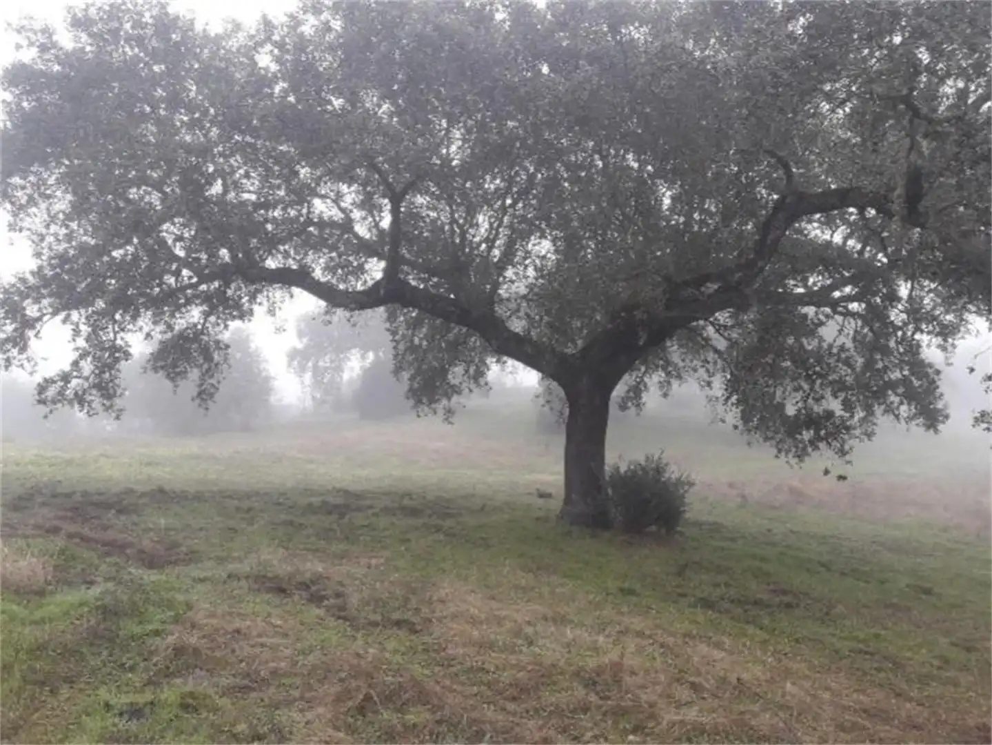 Country homes for sale in Higuera La Real, Higuera la Real Garden of Country homes for sale in Higuera la Real
