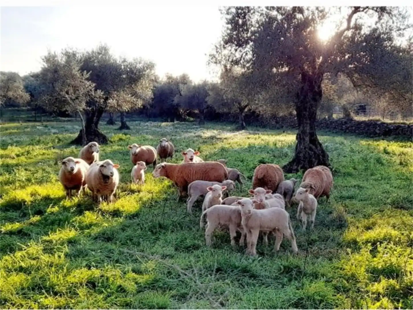 Country homes for sale in Higuera La Real, Higuera la Real Exterior view of Country homes for sale in Higuera la Real
