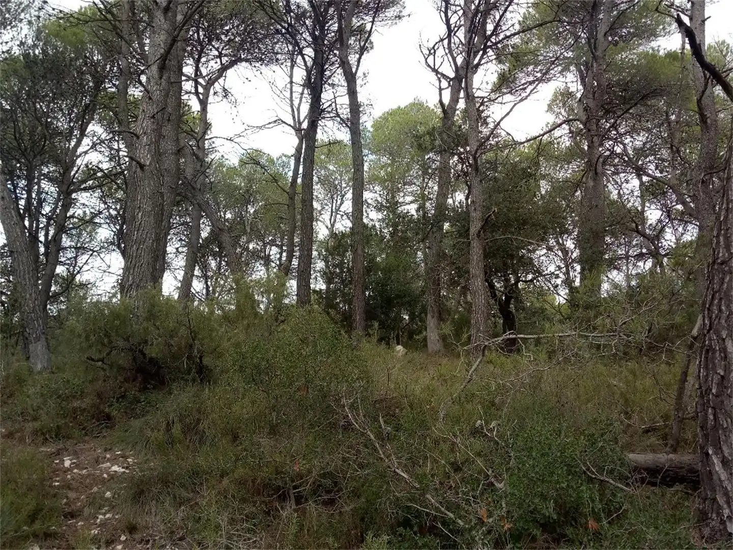 Non-constructible Land for sale in BP-2121, La Llacuna Non-constructible Land for sale in La Llacuna