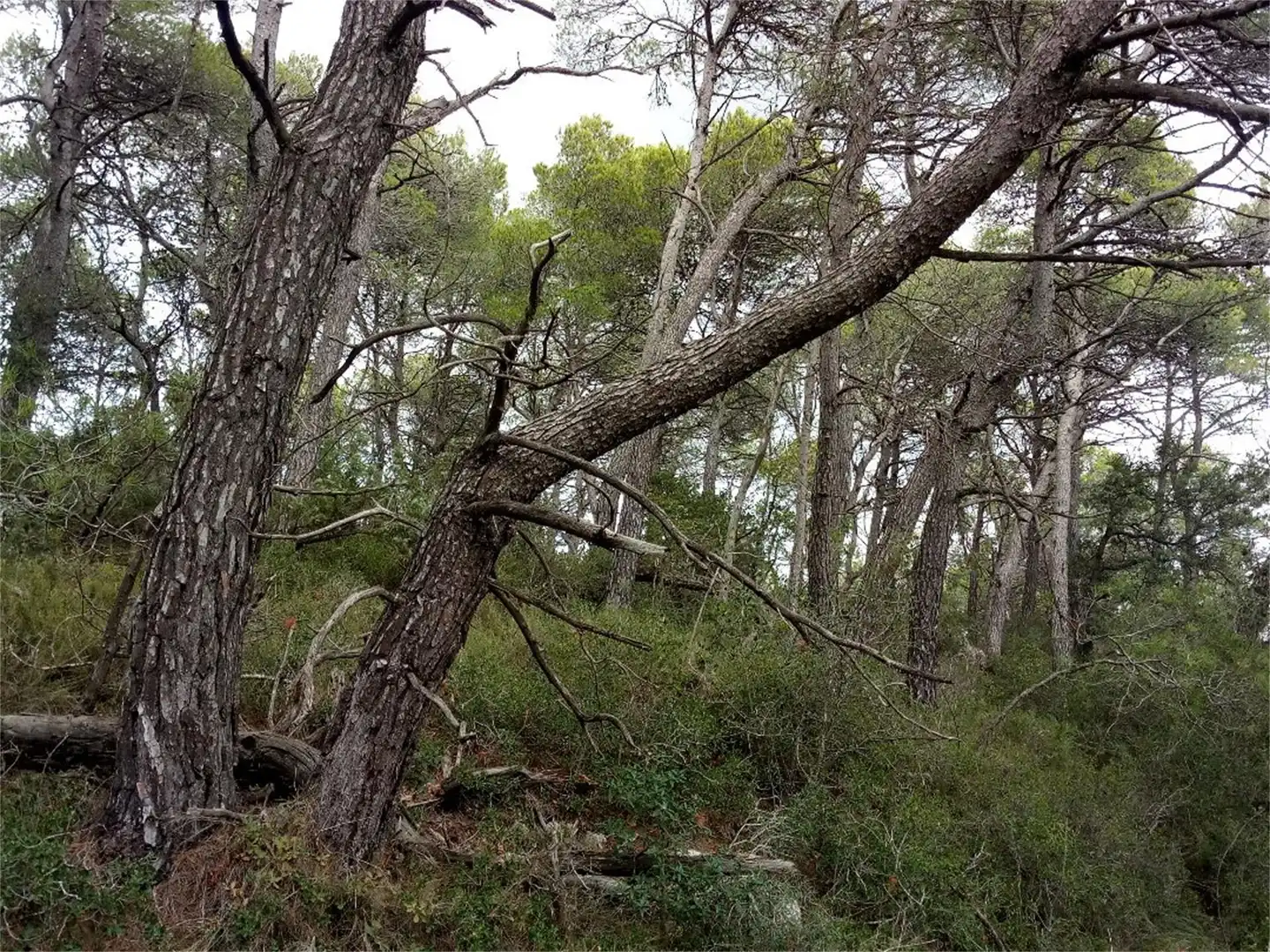 Non-constructible Land for sale in BP-2121, La Llacuna Non-constructible Land for sale in La Llacuna