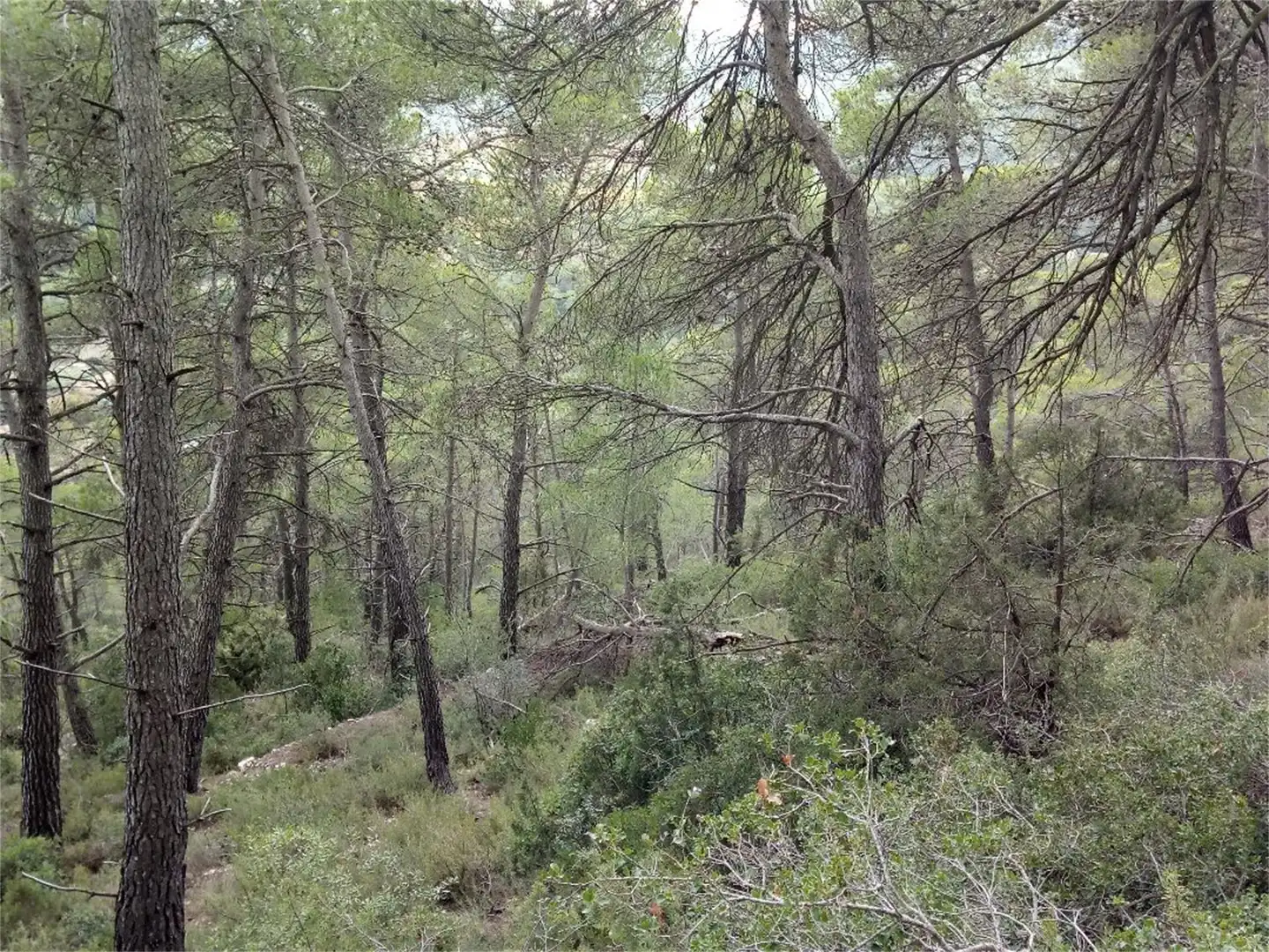 Non-constructible Land for sale in BP-2121, La Llacuna Non-constructible Land for sale in La Llacuna