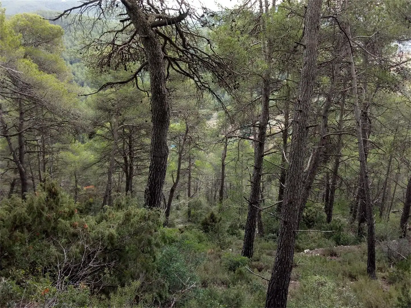 Non-constructible Land for sale in BP-2121, La Llacuna Non-constructible Land for sale in La Llacuna