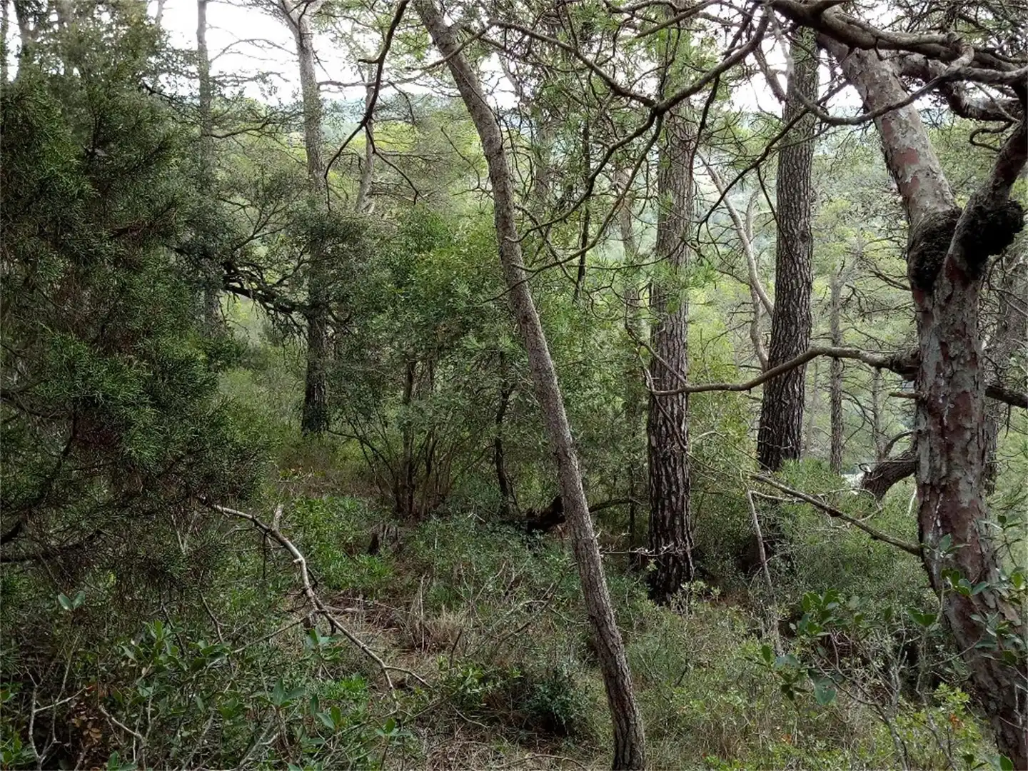 Non-constructible Land for sale in BP-2121, La Llacuna Non-constructible Land for sale in La Llacuna