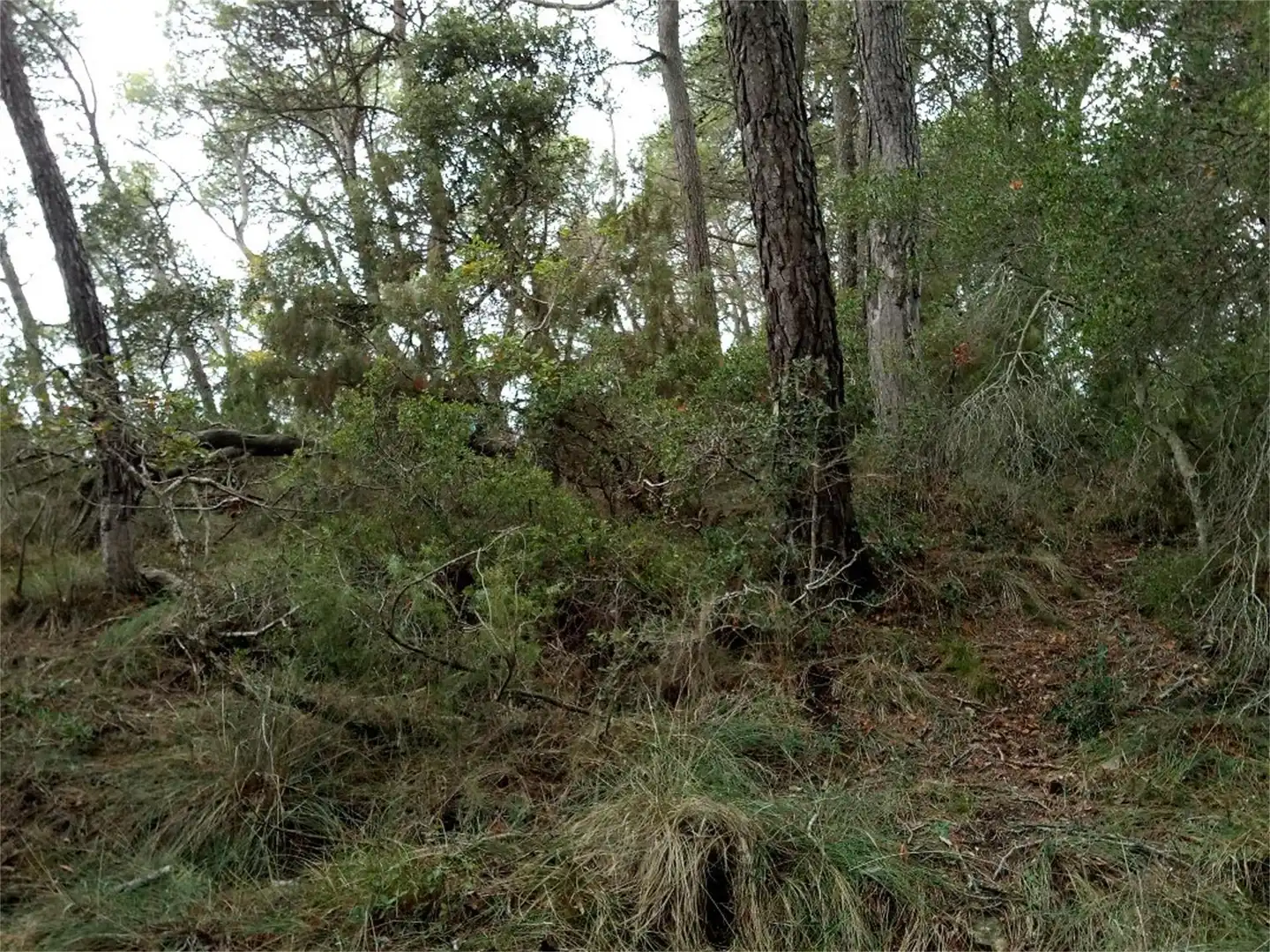 Non-constructible Land for sale in BP-2121, La Llacuna Non-constructible Land for sale in La Llacuna