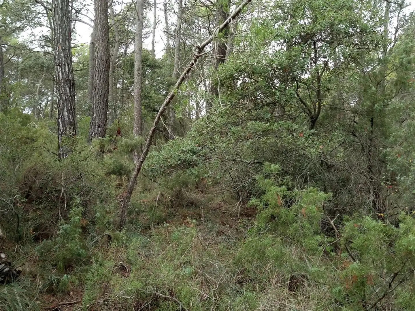 Non-constructible Land for sale in BP-2121, La Llacuna Non-constructible Land for sale in La Llacuna