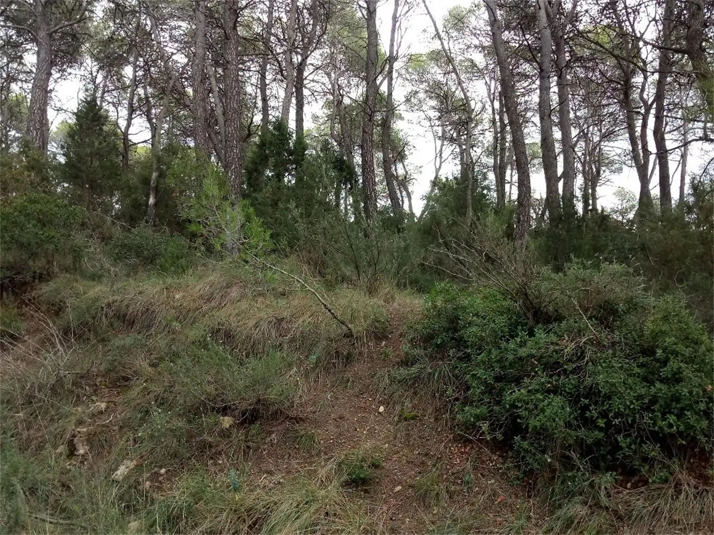 Non-constructible Land for sale in BP-2121, La Llacuna Non-constructible Land for sale in La Llacuna