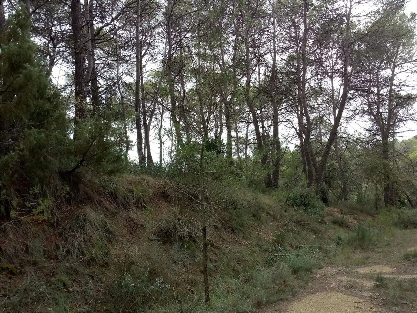 Non-constructible Land for sale in BP-2121, La Llacuna Non-constructible Land for sale in La Llacuna