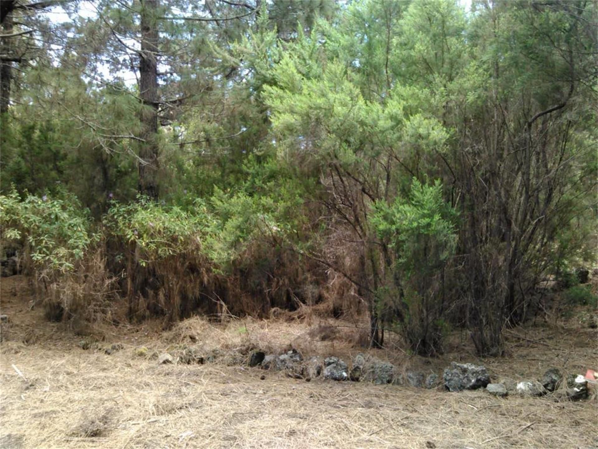 Finca rústica en venda en Garachico