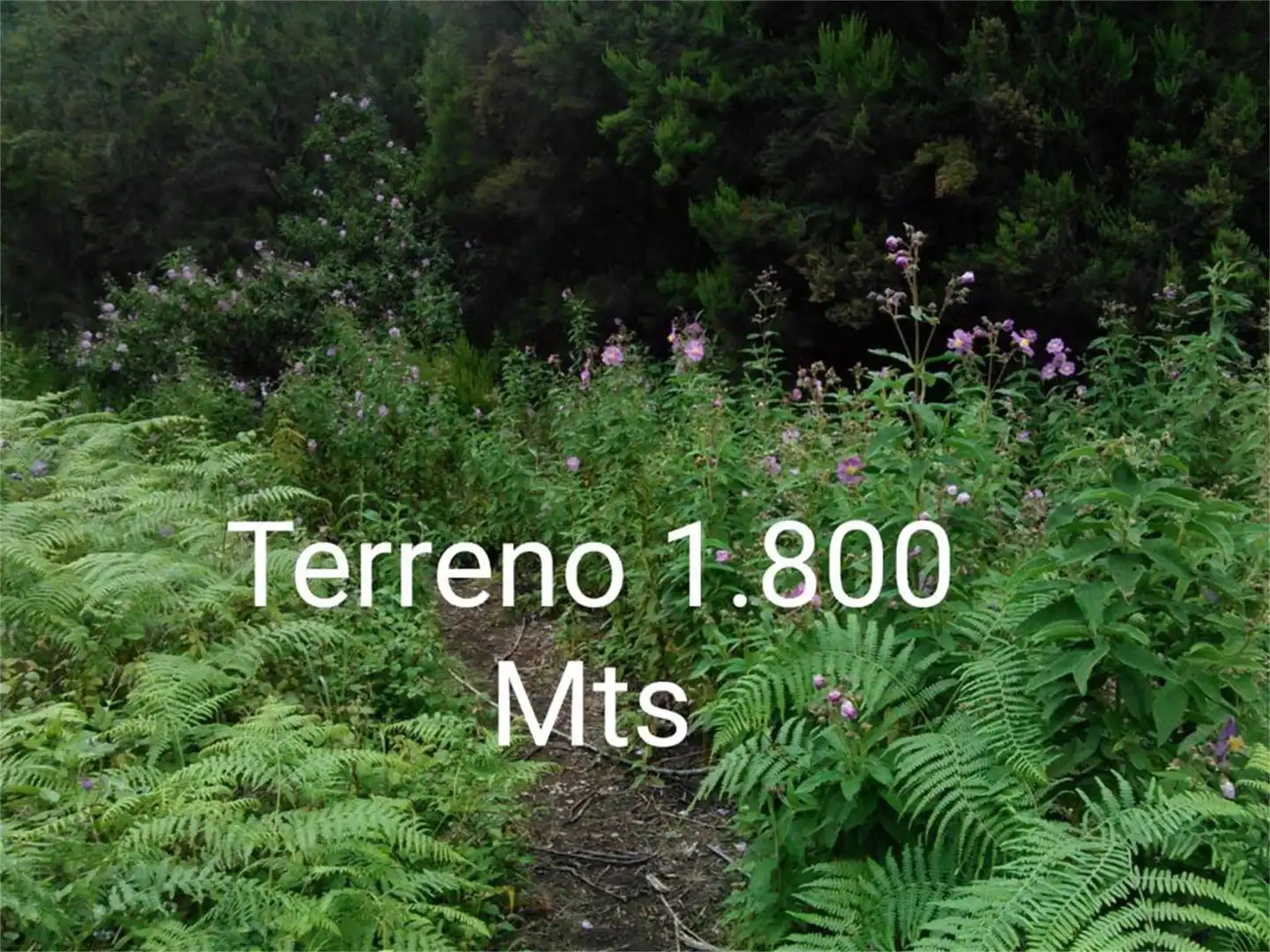 Country homes for sale in Garachico