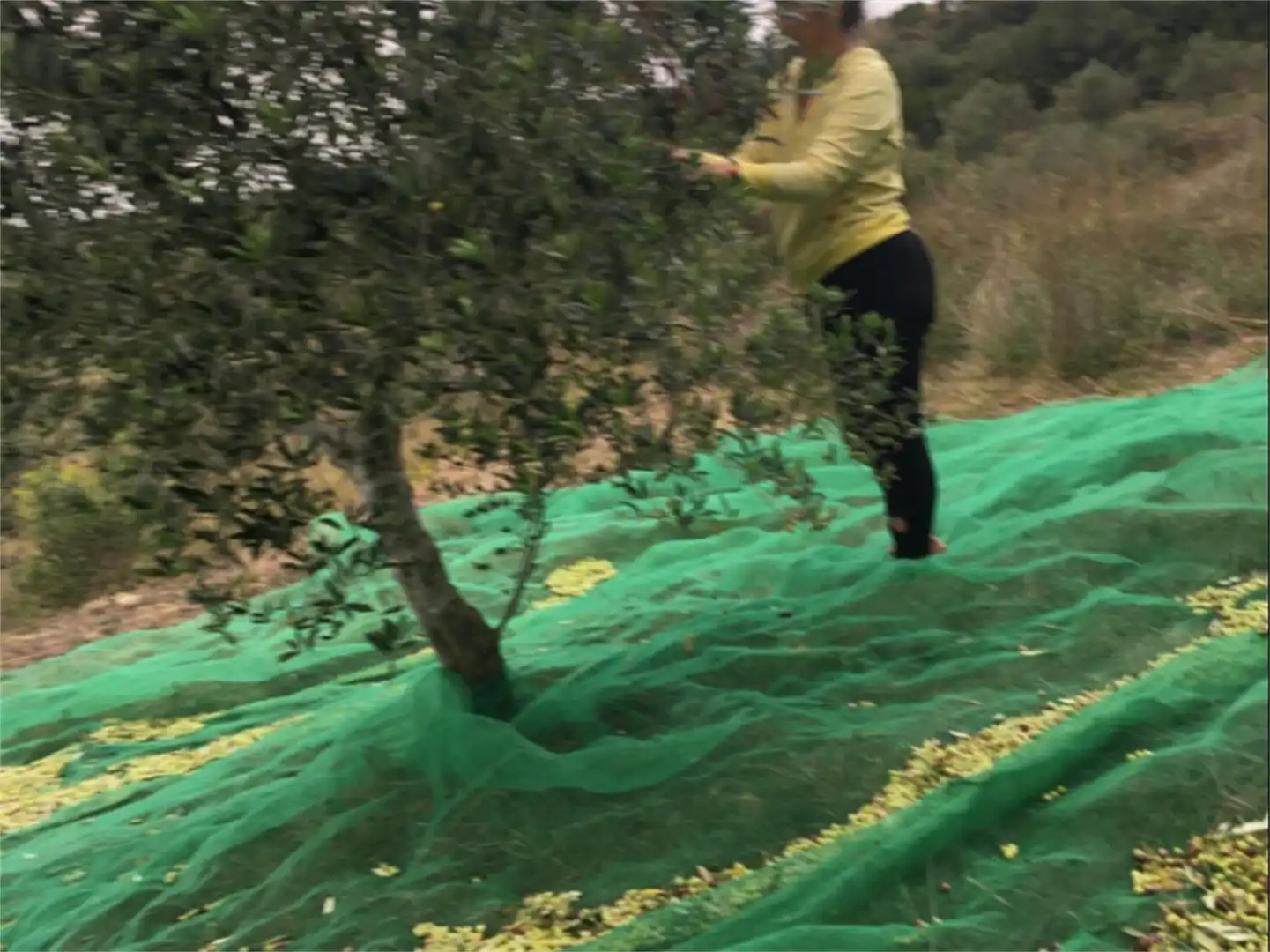 Jardín de Finca rústica en venta en Salomó