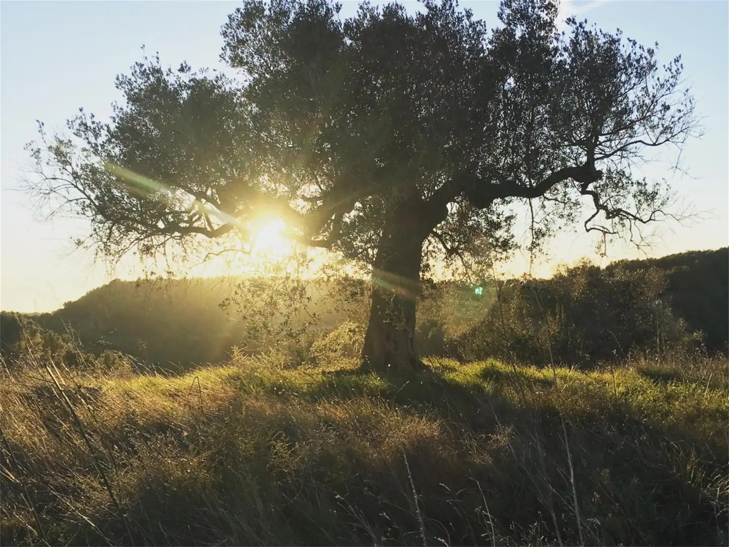 Vista exterior de Finca rústica en venta en Salomó