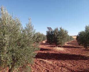 Jardí de Terreny en venda en Alcubillas