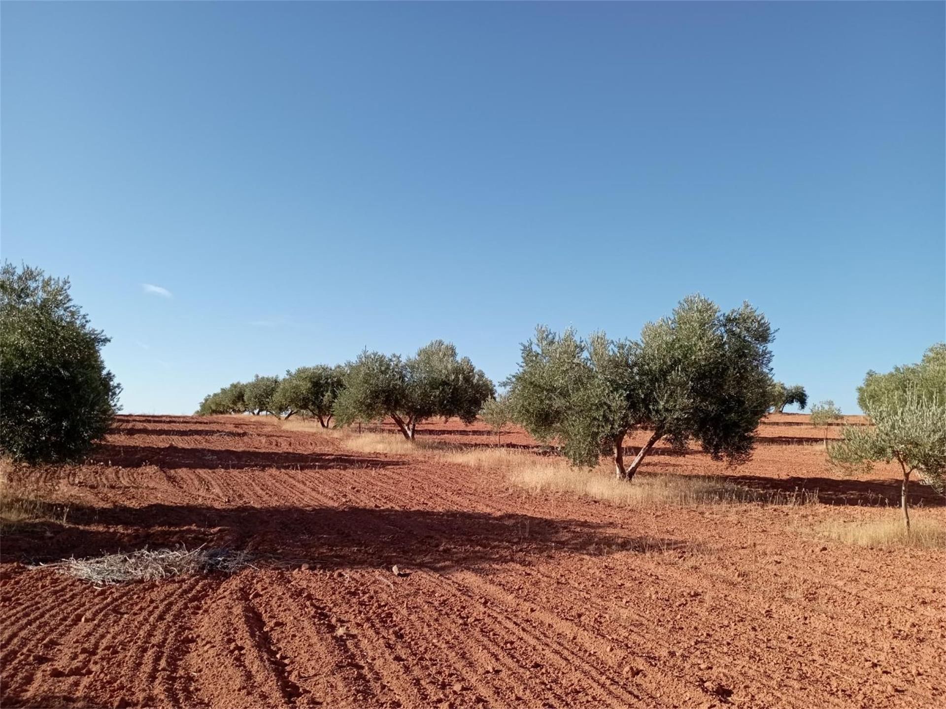 No Urbanitzable en venda en Villanueva de los Infantes (Ciudad Real)