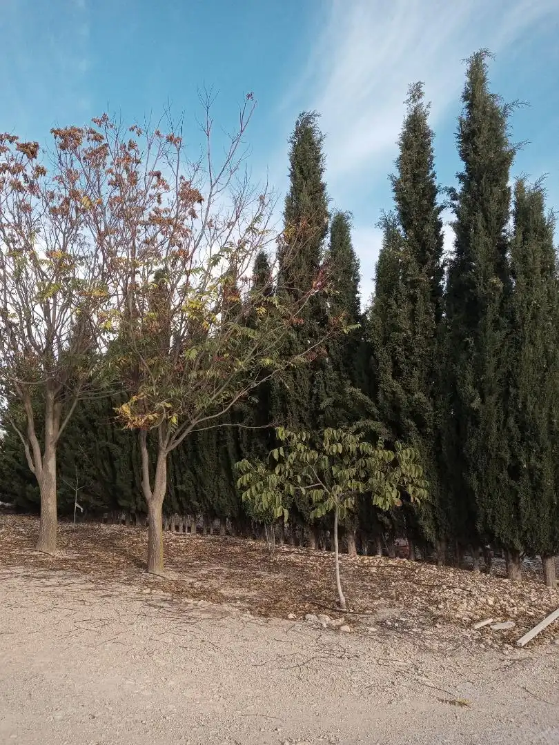 Casa o chalet en venta en Almansa Jardín de Casa o chalet en venta en Almansa con Piscina
