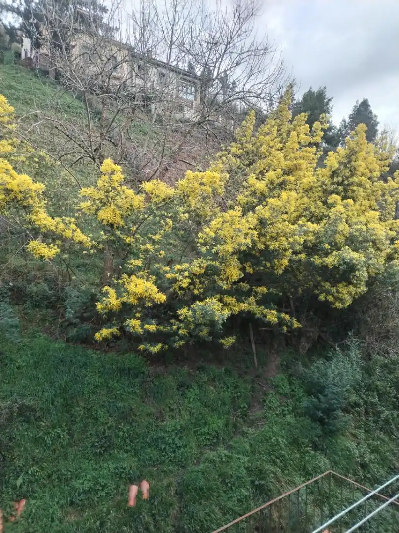 Jardín de Piso en venta en Mieres (Asturias)