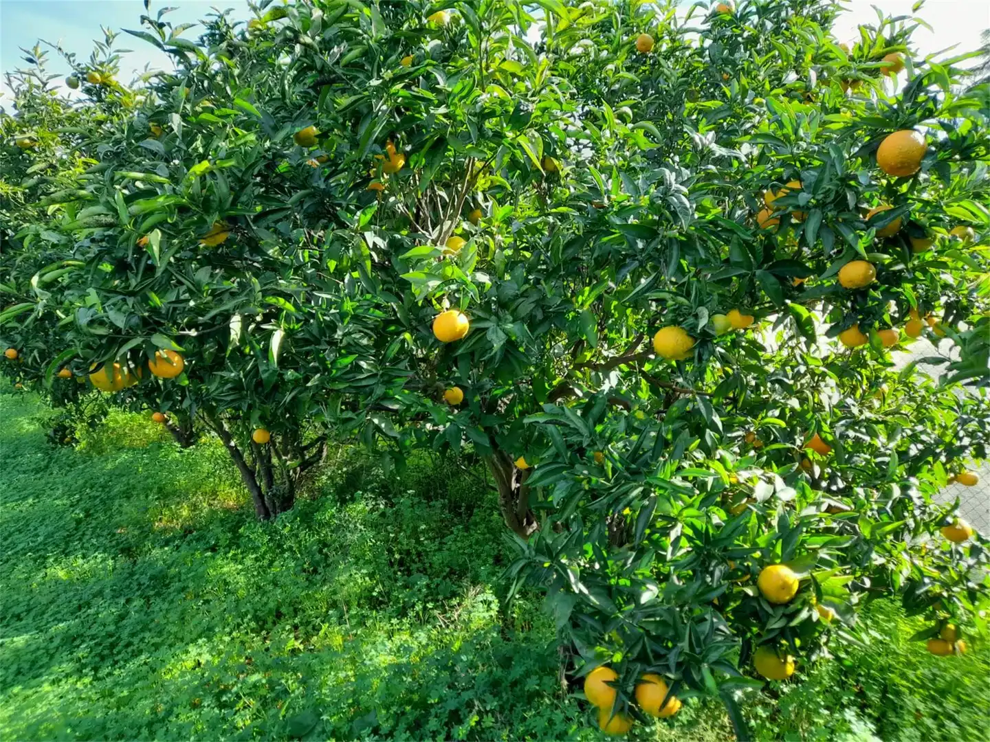 Jardí de Finca rústica en venda en Llocnou de Sant Jeroni amb Jardí privat, Terrassa i Piscina