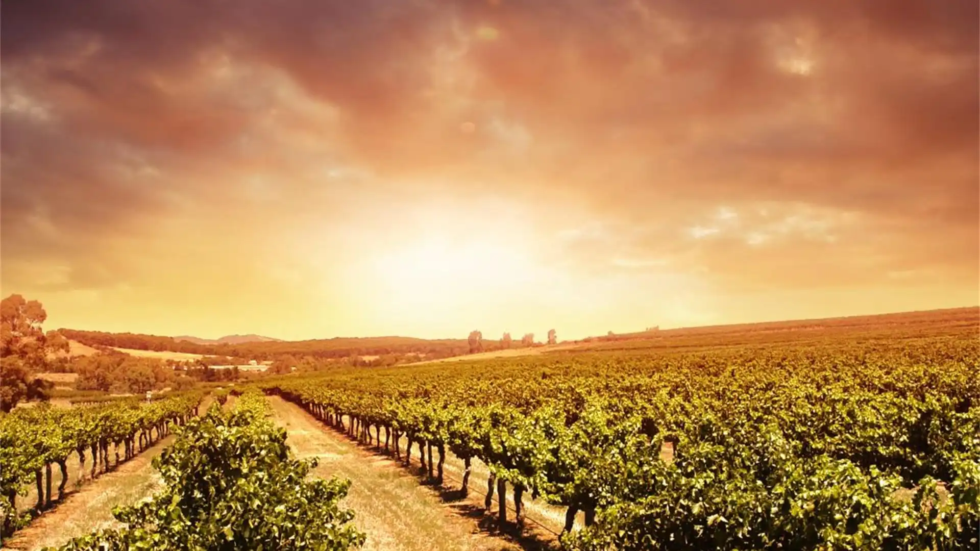 Vista exterior de Terreno en venta en Rueda