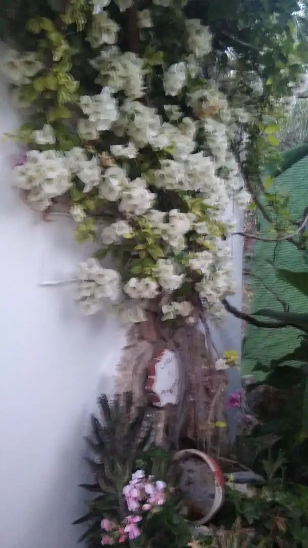 Jardí de Casa o xalet en venda en El Coronil amb Aire condicionat, Calefacció i Jardí privat