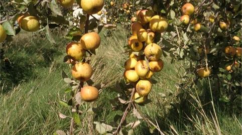 Foto 4 de Finca rústica en venta en N-611, Herrera de Pisuerga, Palencia