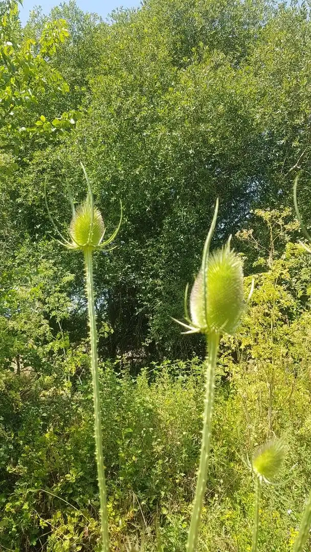 Jardí de Casa o xalet en venda en Villaobispo de Otero