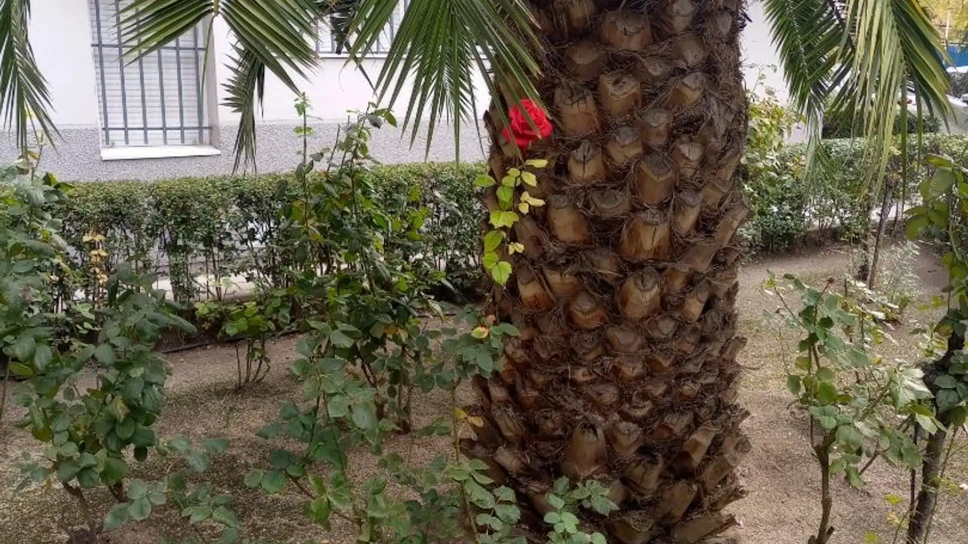Jardín de Piso en venta en Torre-Pacheco con Aire acondicionado, Amueblado y Horno