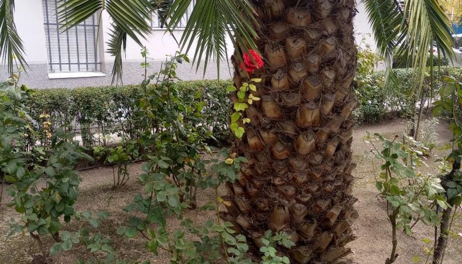 Piso en venta en Calle Luis Caras, Balsicas, Torre-Pacheco - imagen 1 Foto 1 de Piso en venta en Calle Luis Caras, Balsicas, Torre-Pacheco