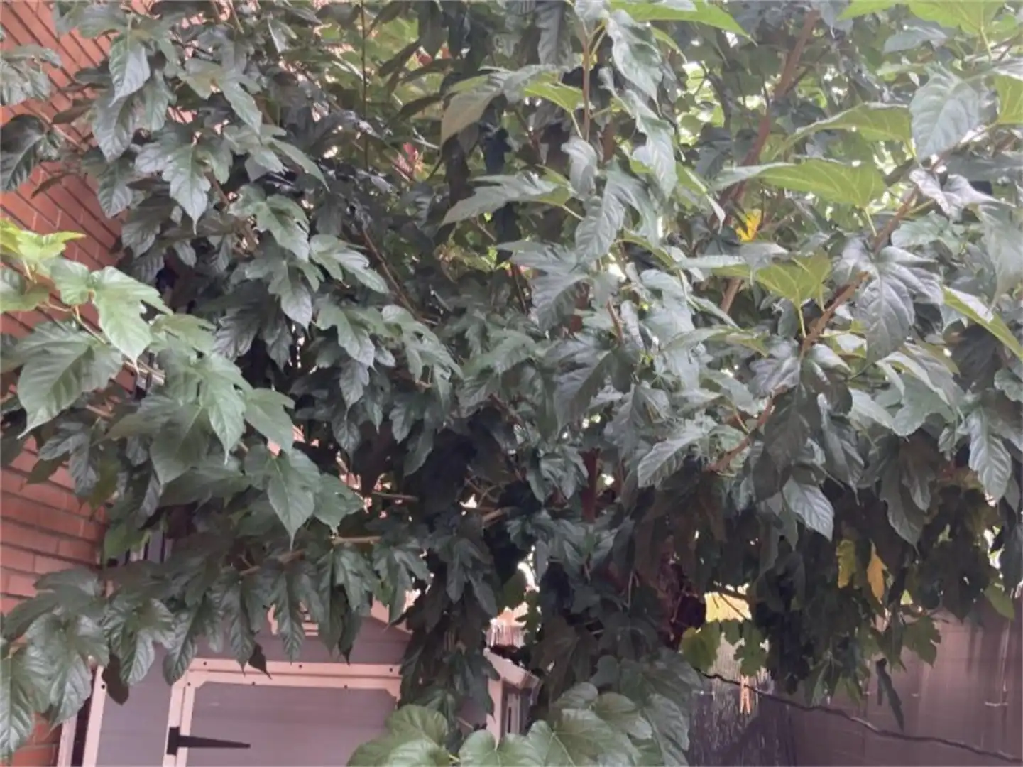 Garden of Houses for sale in Villa del Prado  with Air Conditioner and Terrace