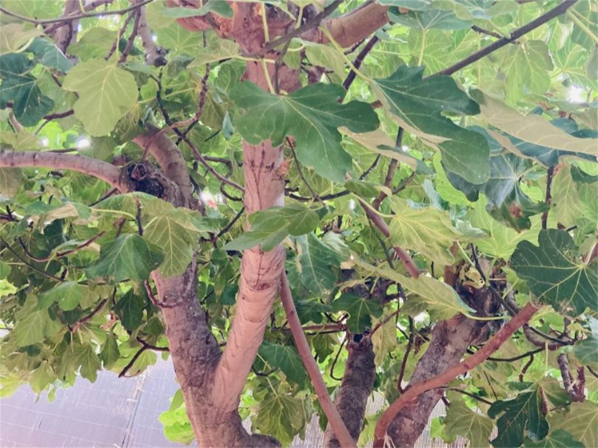 Casa o xalet en venda a Villa del Prado Jardí de Casa o xalet en venda en Villa del Prado amb Aire condicionat i Terrassa