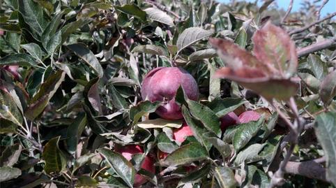 Foto 2 de Finca rústica en venda a Calle Mezquita, 1, Busquístar, Granada
