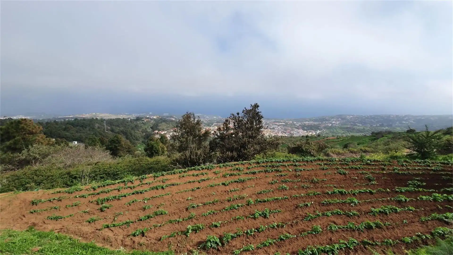 Country homes for sale in La Guancha