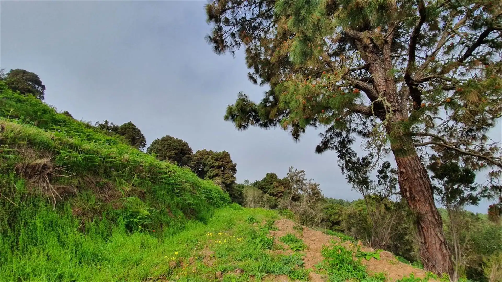 Country homes for sale in La Guancha